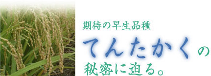 期待の早稲品種 「てんたかく」の秘密に迫る。