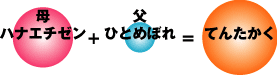 母(ハナエチゼン)+父(ひとめぼれ)=てんたかく