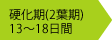 硬化期（２葉期）13～18日